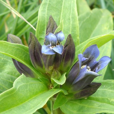 Gentiana cruciata foto G. Motta