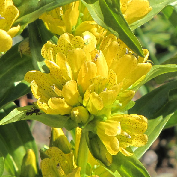 Gentiana punctata foto G. Fanciulli