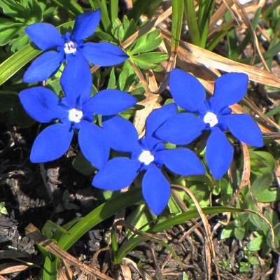 Gentiana verna foto G. Fanciulli