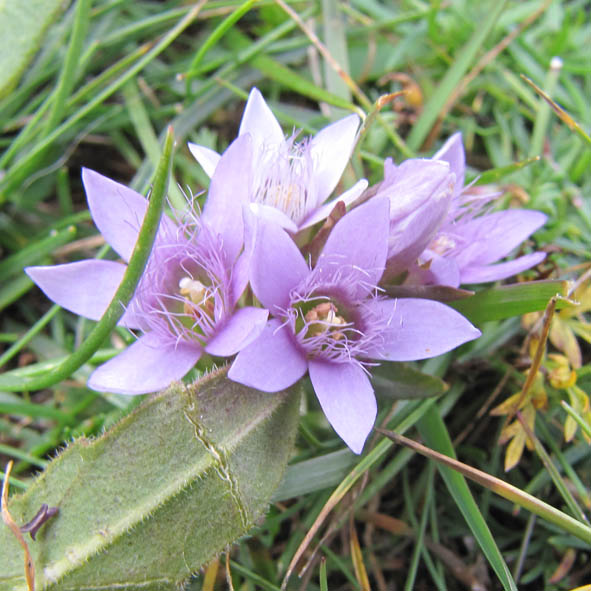 Gentianella germanica foto G. Fanciulli