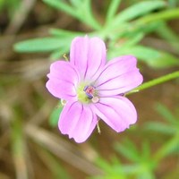 Geranium columbinum