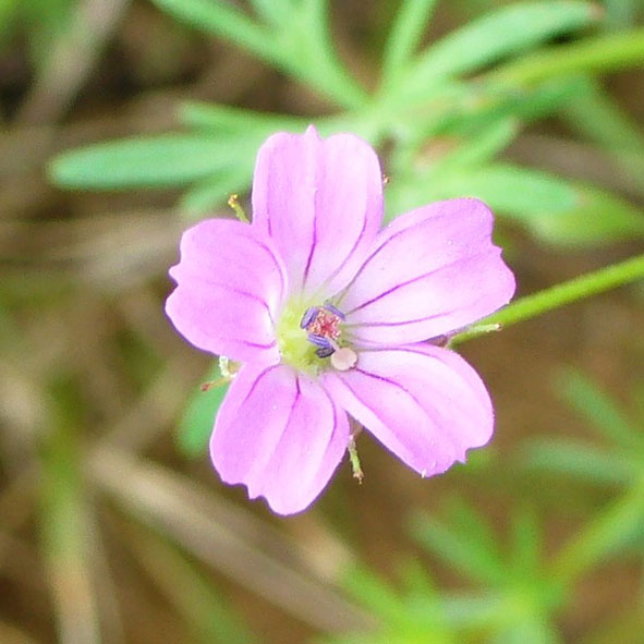 Geranium columbinum