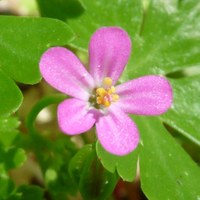 Geranium lucidum