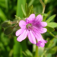 Geranium molle