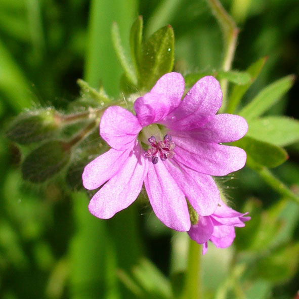 Geranium molle