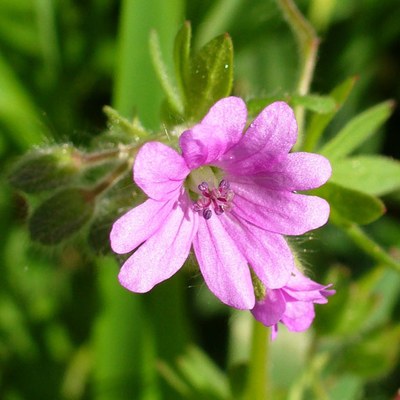 Geranium molle