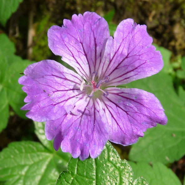 Geranium nodosum