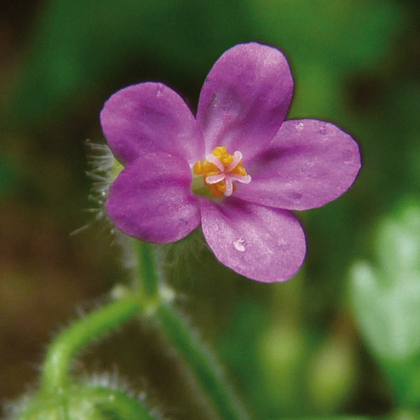 Geranium purpureum