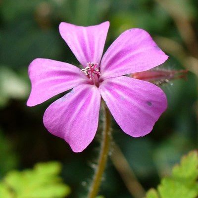 Geranium robertianum