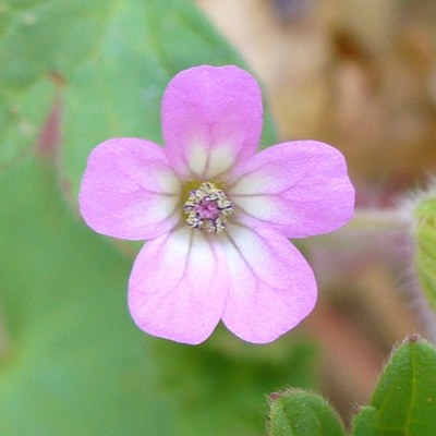 Geranium rotundifolium