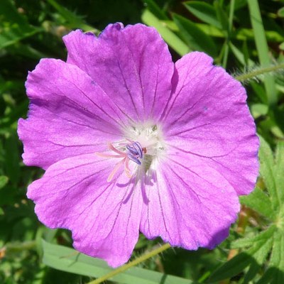 Geranium sanguineum