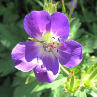 Geranium sylvaticum foto G. Fanciulli