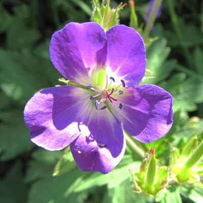 Geranium sylvaticum foto G. Fanciulli