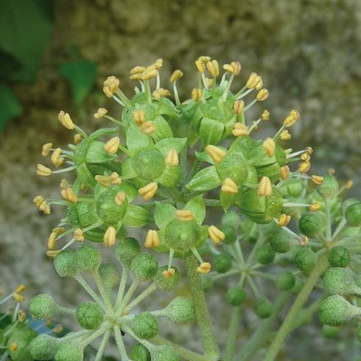 Hedera helix infiorescenza