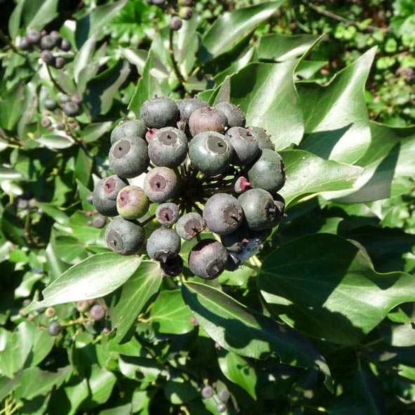 Hedera helix frutti e foglie