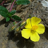 Helianthemum nummularium