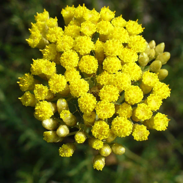 Helichrysum italicum