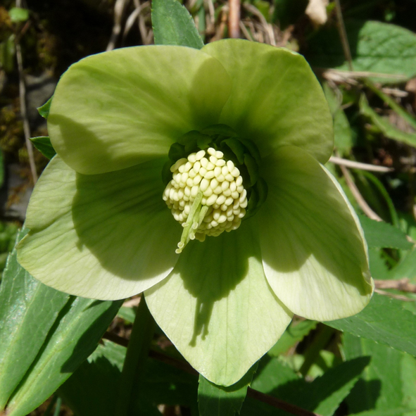 Helleborus viridis