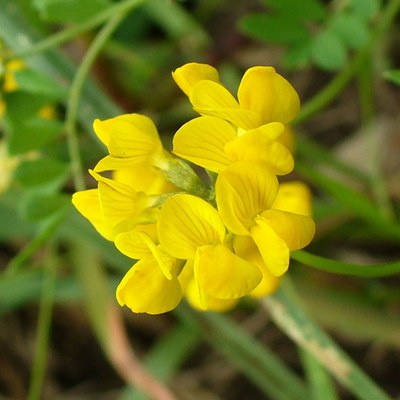 Hippocrepis comosa