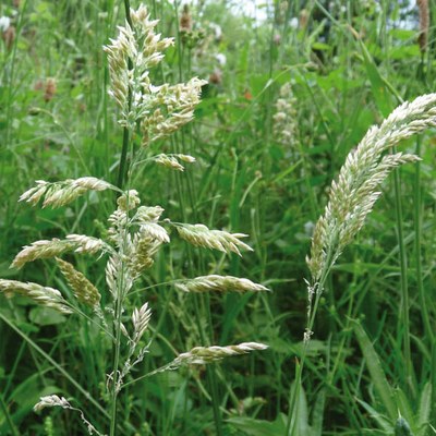 Holcus lanatus