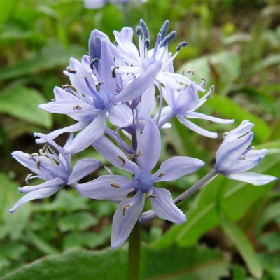 Hyacinthoides italica