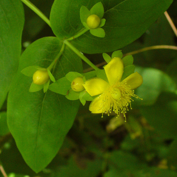 Hypericum androsaemum