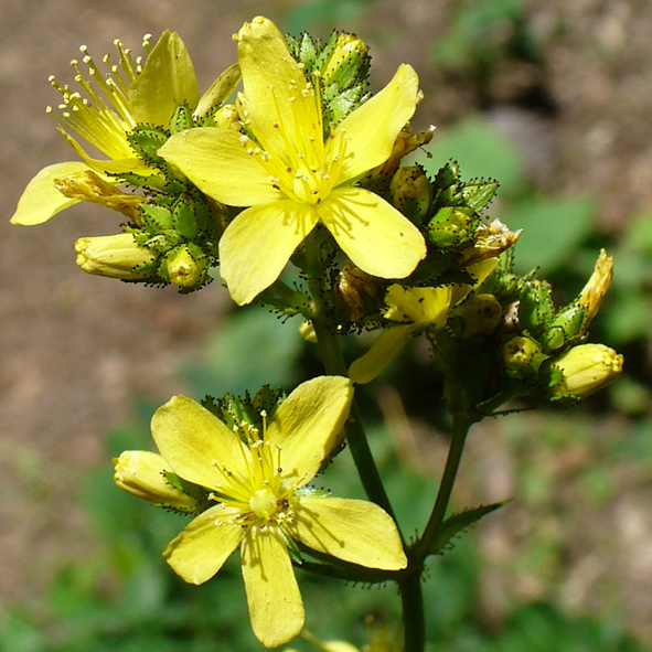 Hypericum montanum