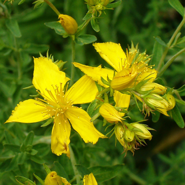 Hypericum perforatum