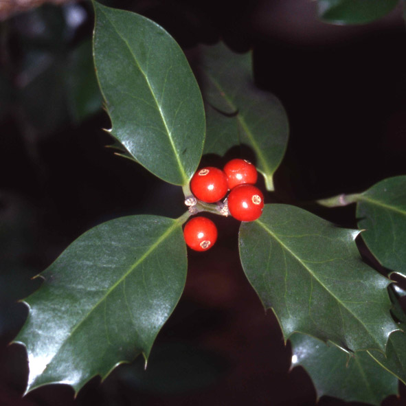 Ilex aquifolium frutti maturi