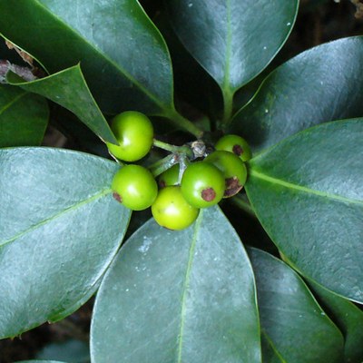 Ilex aquifolium frutti immaturi
