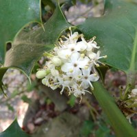 Ilex aquifolium infiorescenza