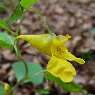 Impatiens noli-tangere