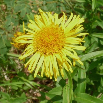 Inula salicina