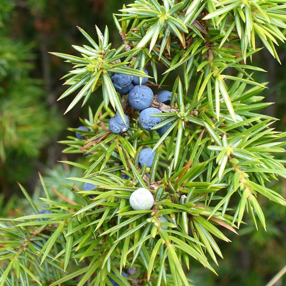 Juniperus communis