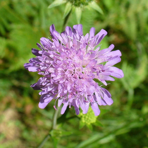 Knautia dipsacifolia