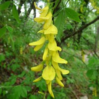 Laburnum anagyroides