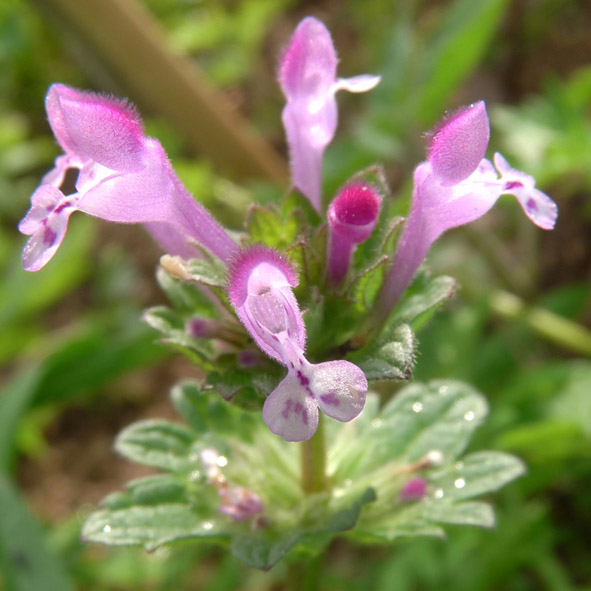 Lamium amplexicaule