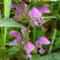 Lamium maculatum