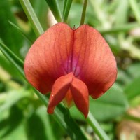 Lathyrus cicera