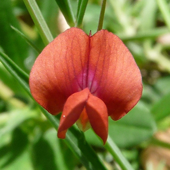 Lathyrus cicera