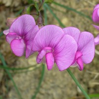 Lathyrus latifolius