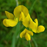 Lathyrus pratensis