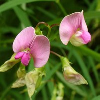 Lathyrus sylvestris