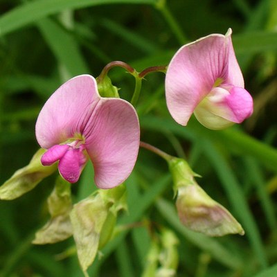 Lathyrus sylvestris