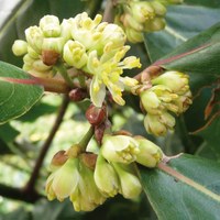 Laurus nobilis - fiori