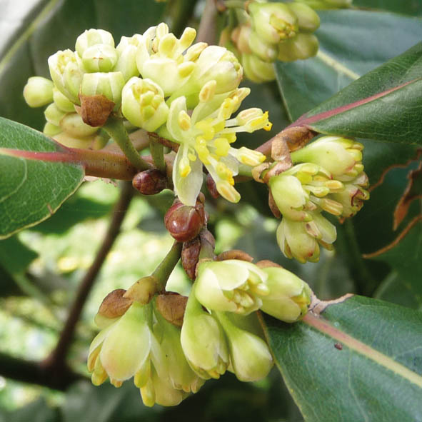 Laurus nobilis - fiori