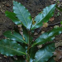 Laurus nobilis - foglie