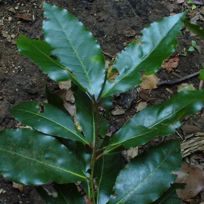 Laurus nobilis - foglie