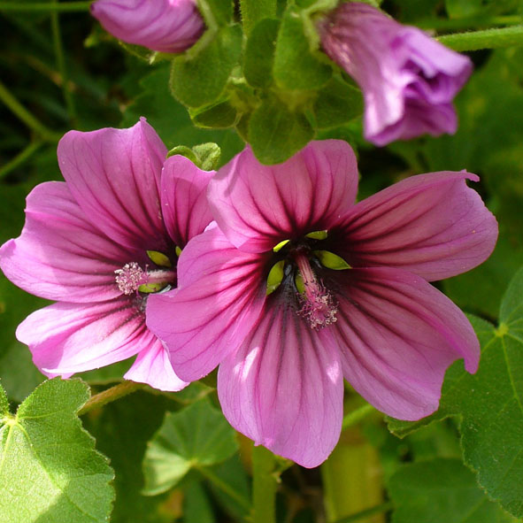 Lavatera arborea