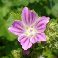 Lavatera cretica